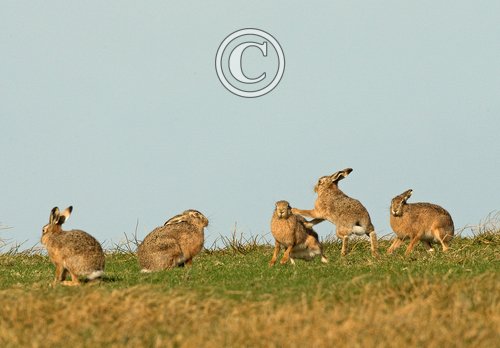    Brown Hares DM2005